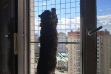 Как обеспечить окна защитой от кошки