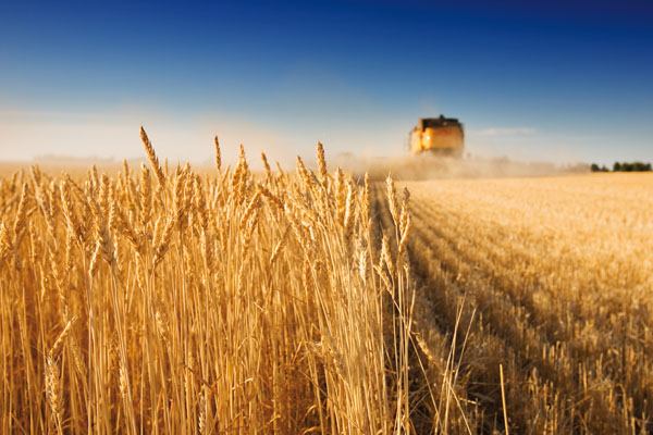 Россия начала поставки пшеницы в Венесуэлу — Ремонт дома